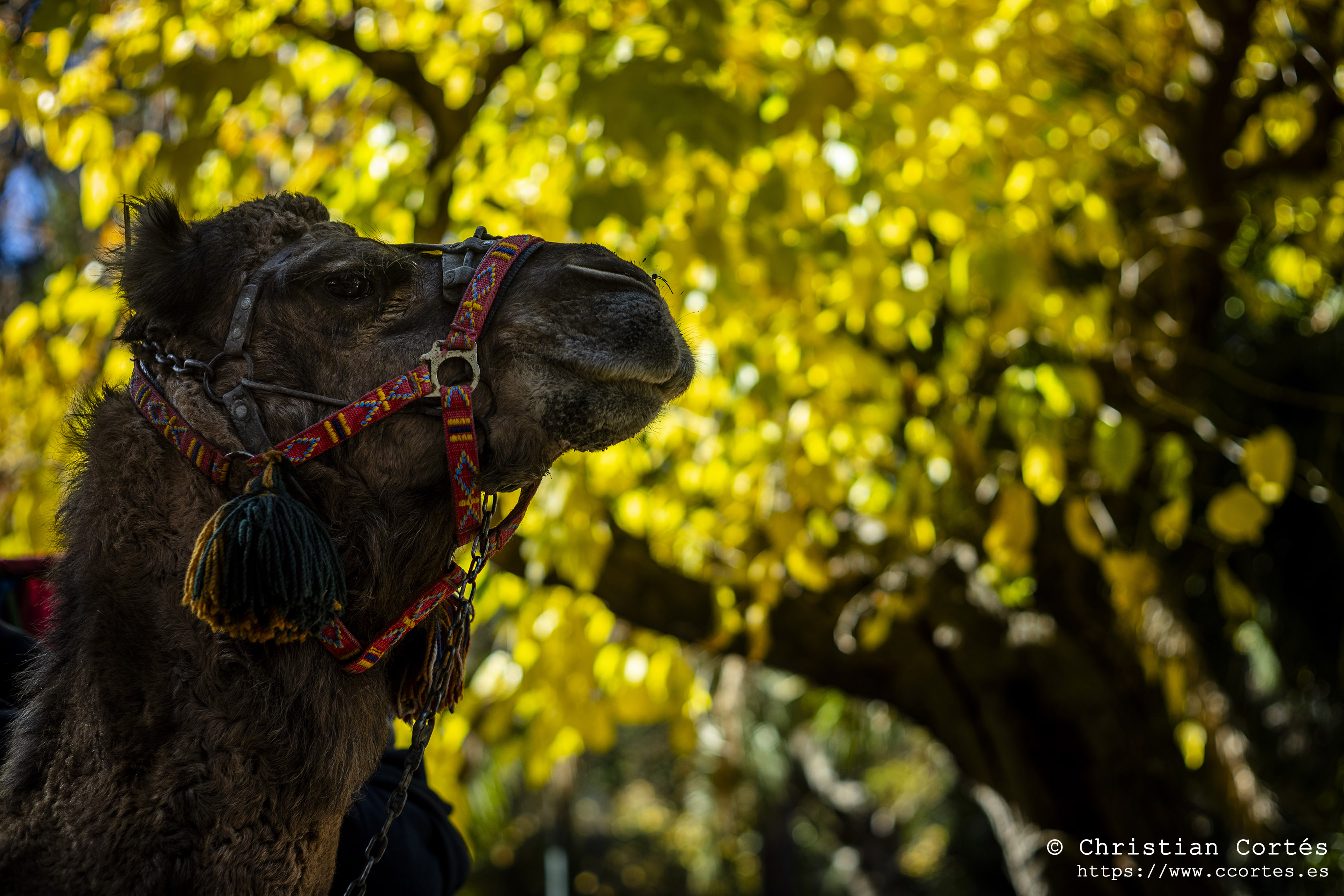 202601 Alcoi nadal 20 MercadoNavidad Minolta Rokkor 58mm F1.4