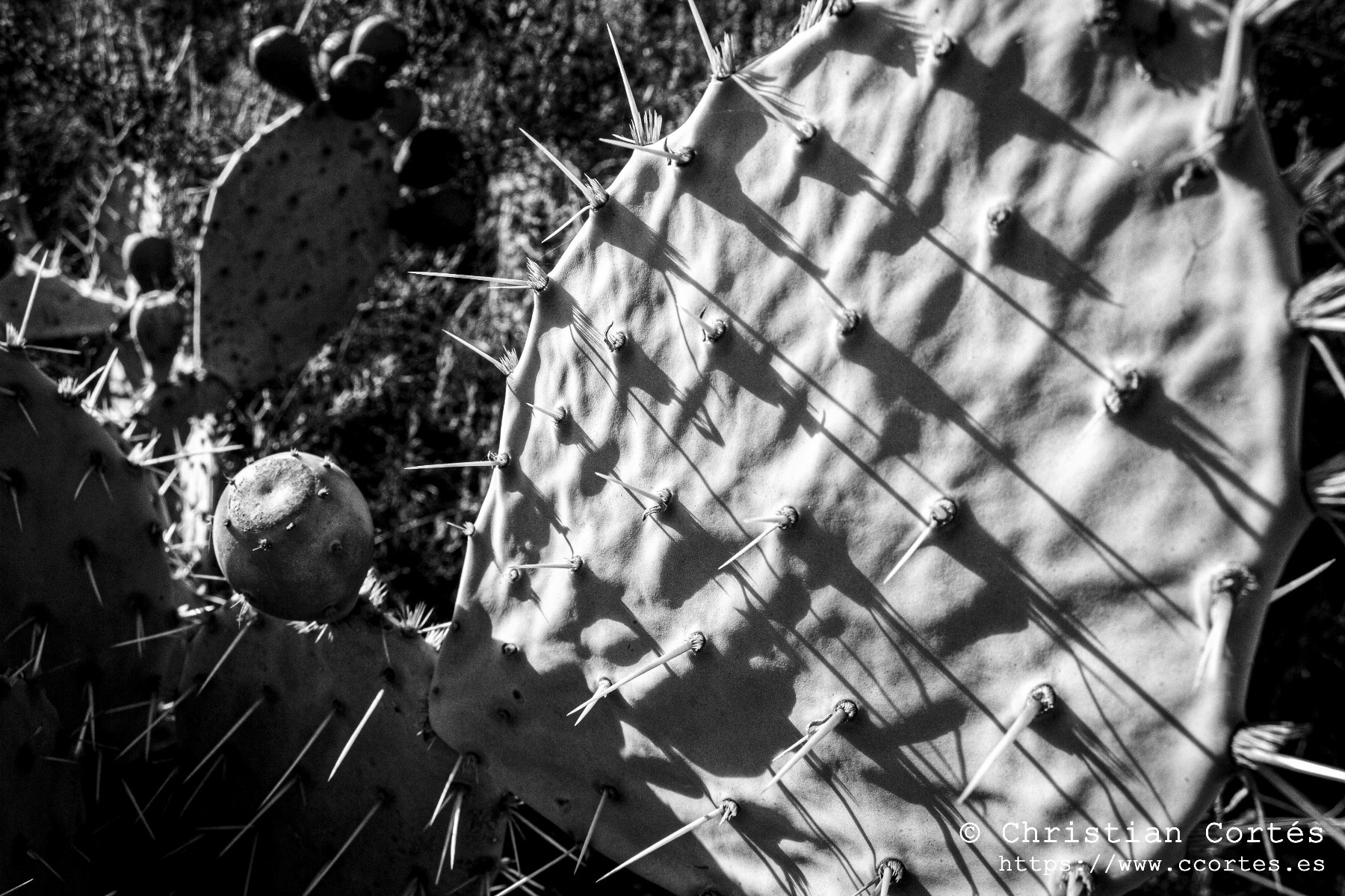 IMG 0107 BN