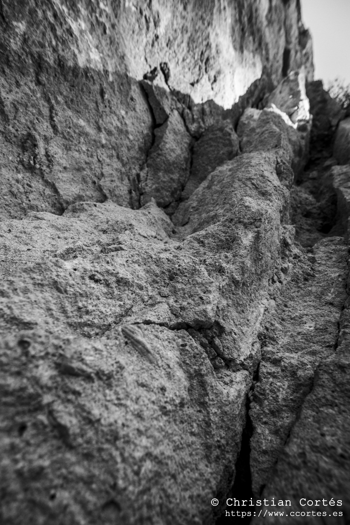 IMG 8785 BN
