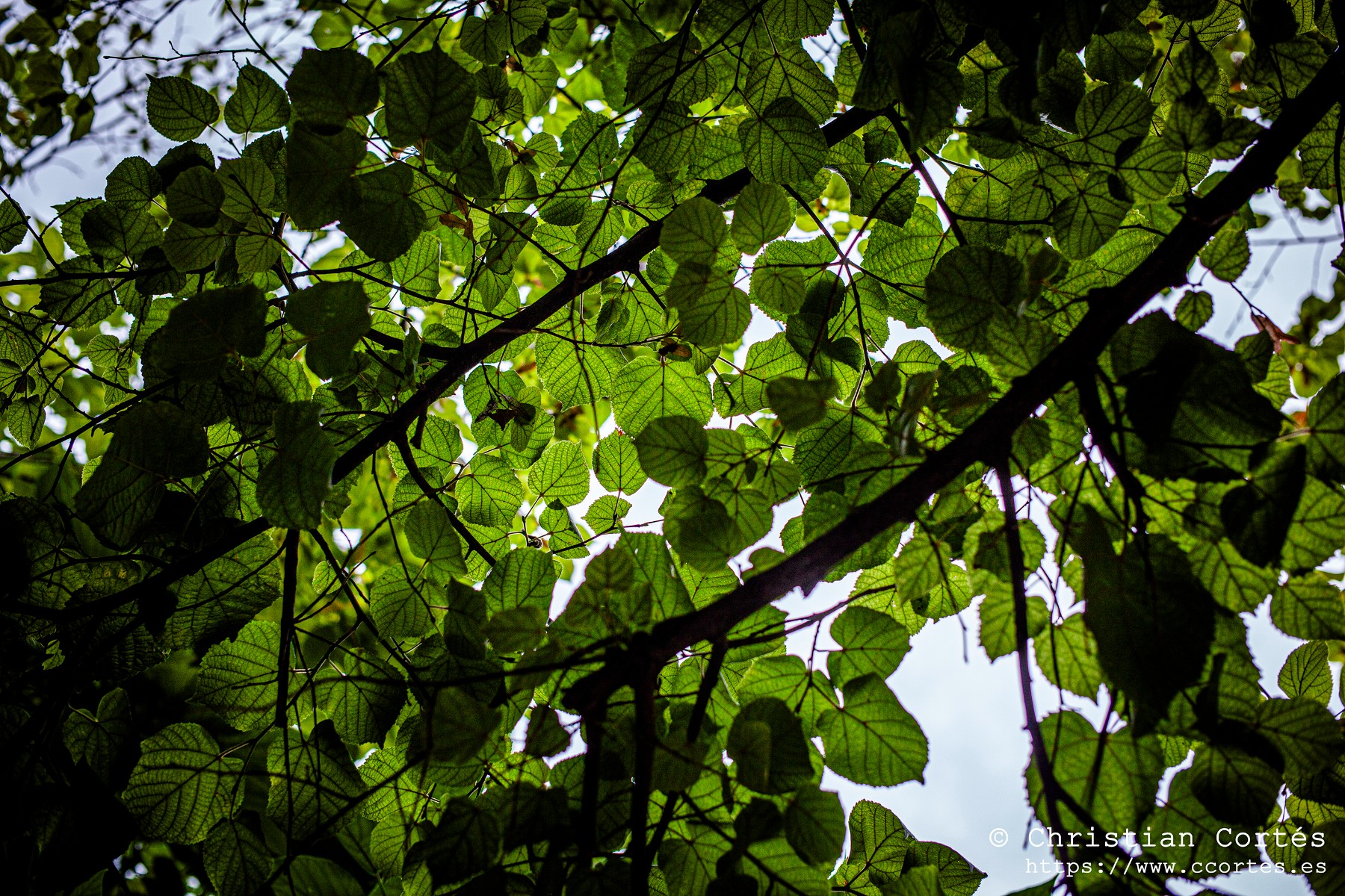 20240830 Alcoi Sears55mm f1.4 16