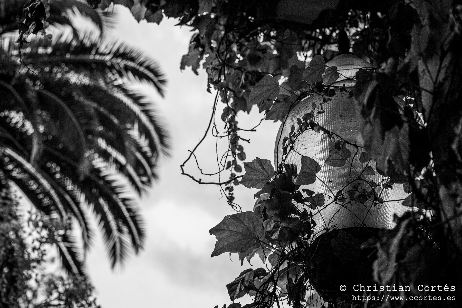 20240830 Alcoi Sears55mm f1.4 23