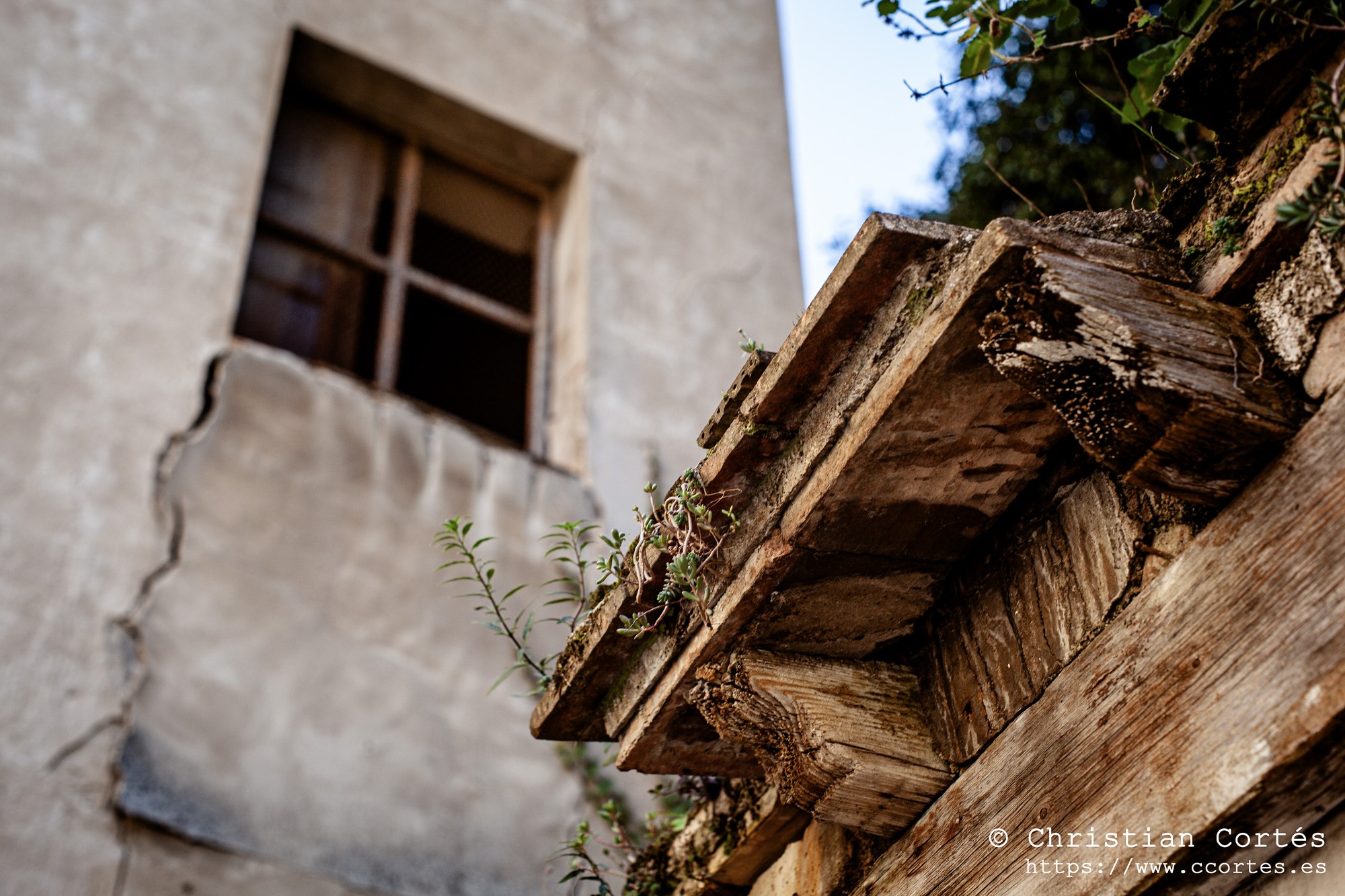 20250215 Yashinon50mm F1.4 13