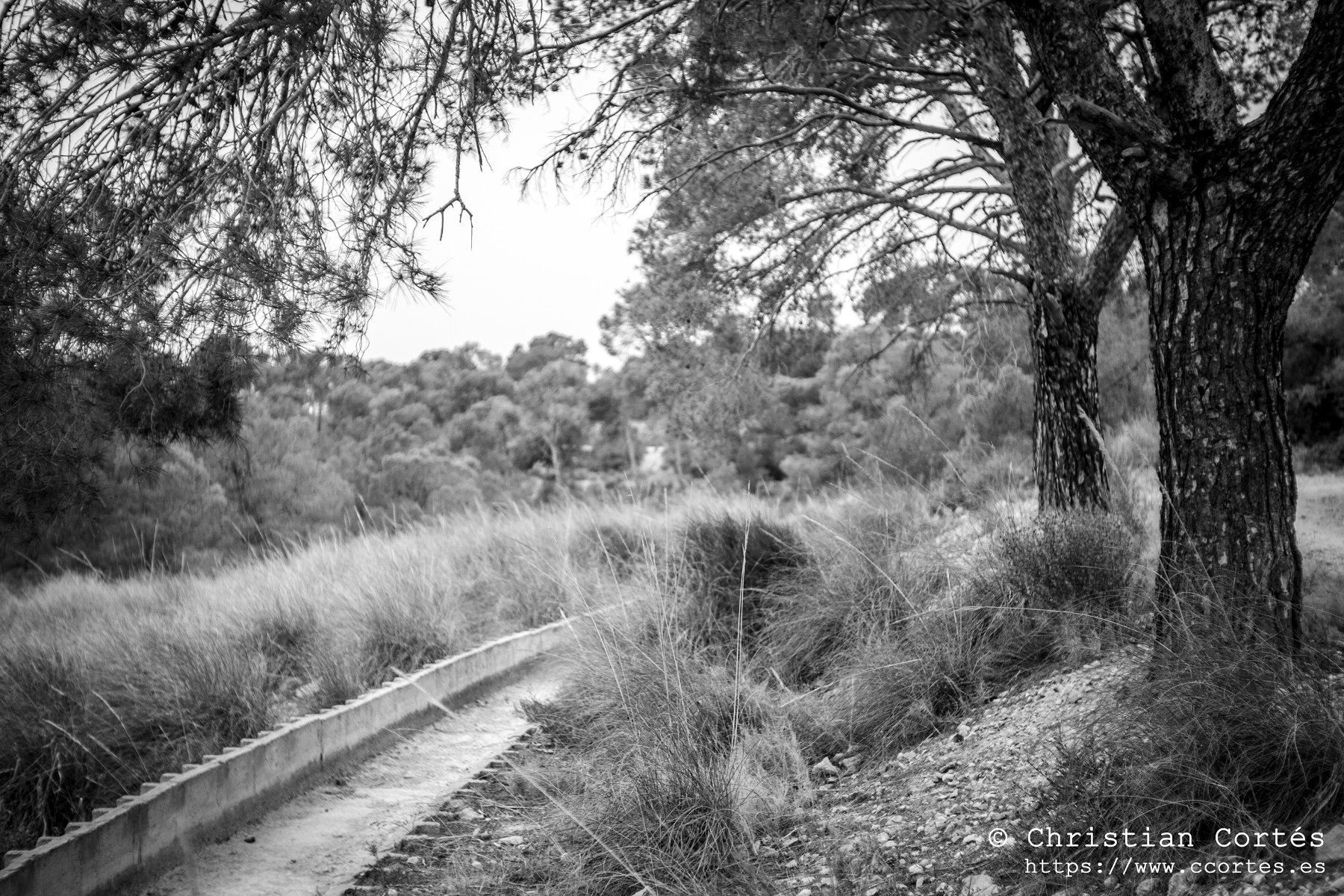 CarlZeizz Jenna 50mm 00011