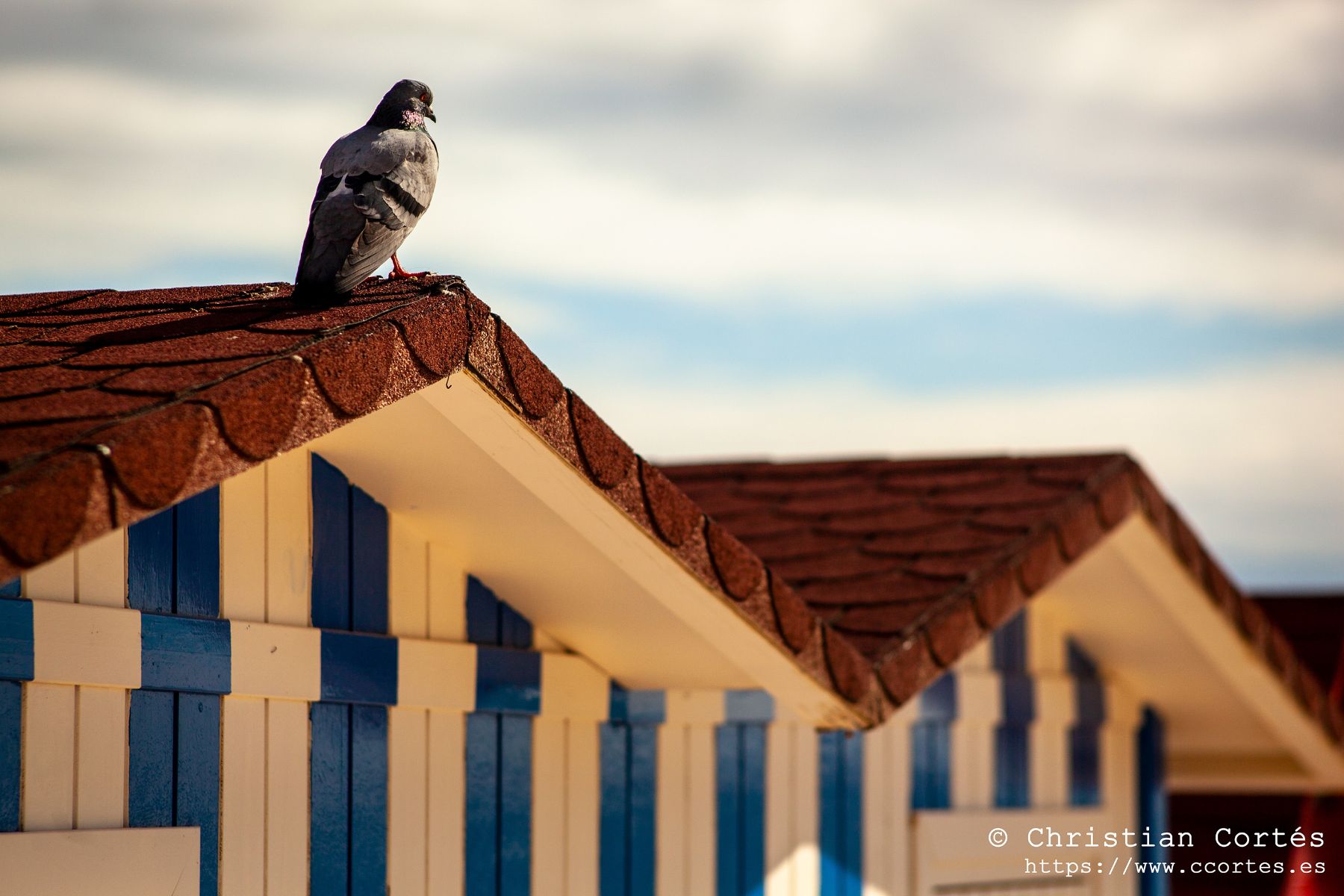 Campello Orestegor 135 06