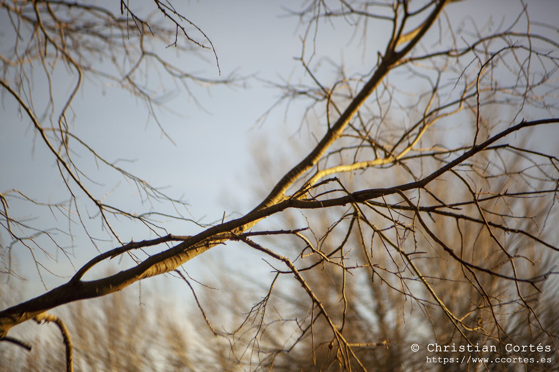 Caravaca Pentacon 00004
