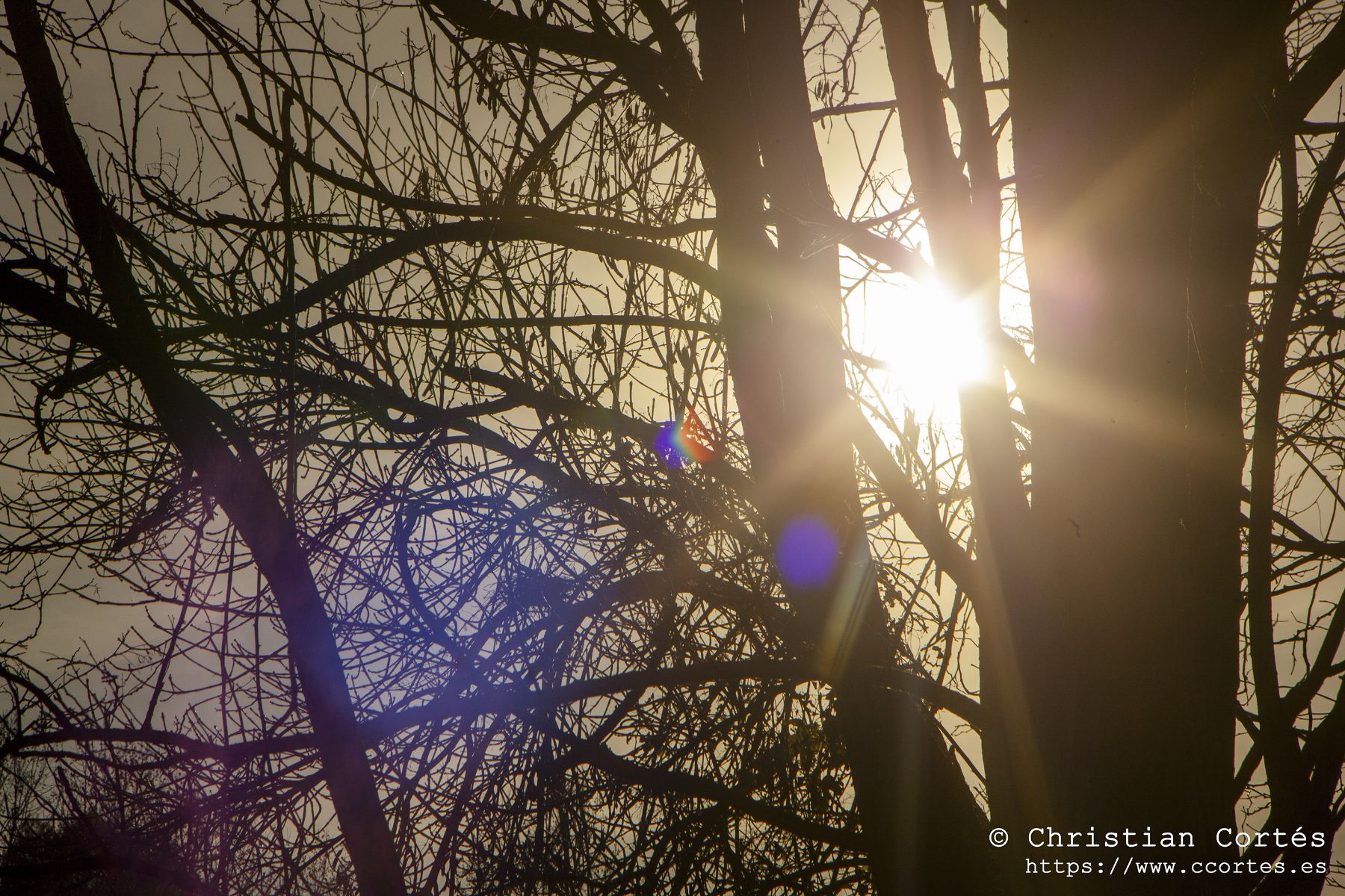 Caravaca Pentacon 00005