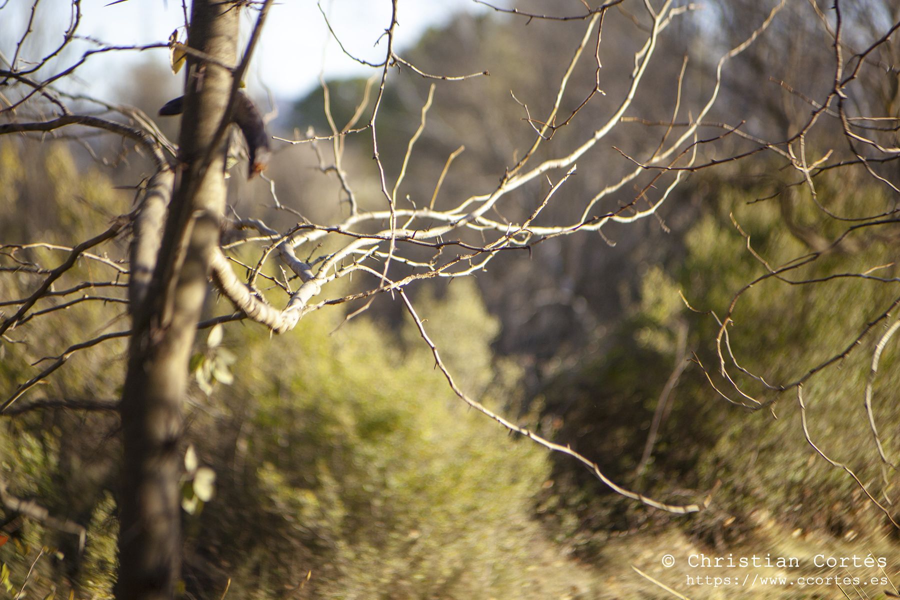 Caravaca Pentacon 00006