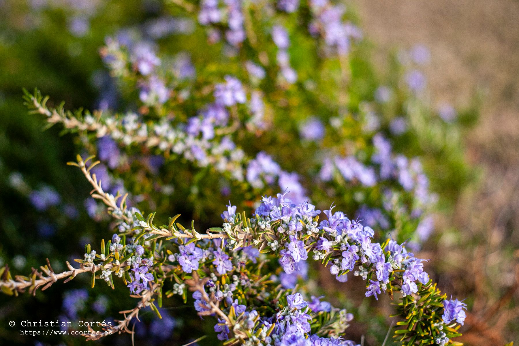 Pentacon 50mm CaboAlrededores 03