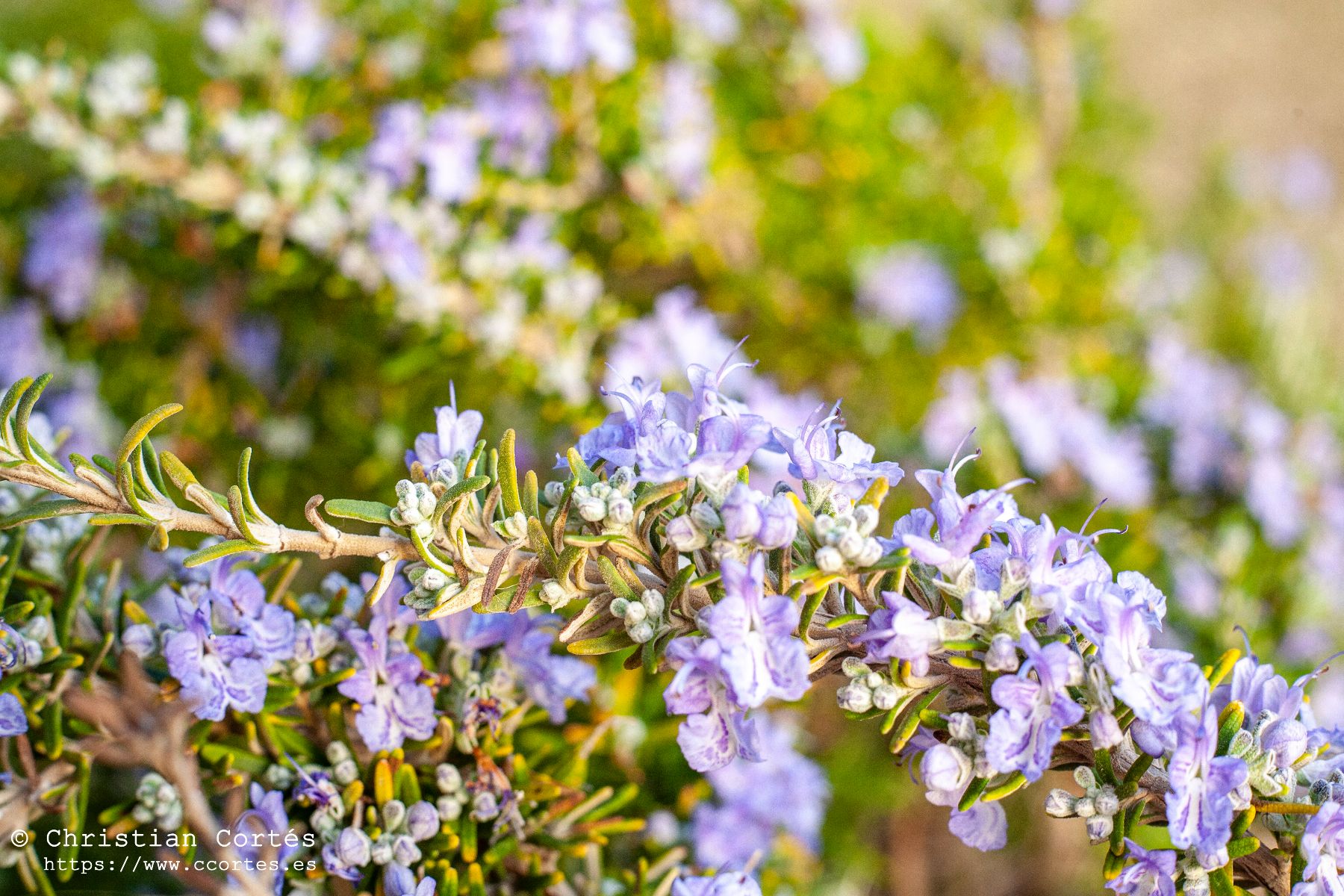 Pentacon 50mm CaboAlrededores 04