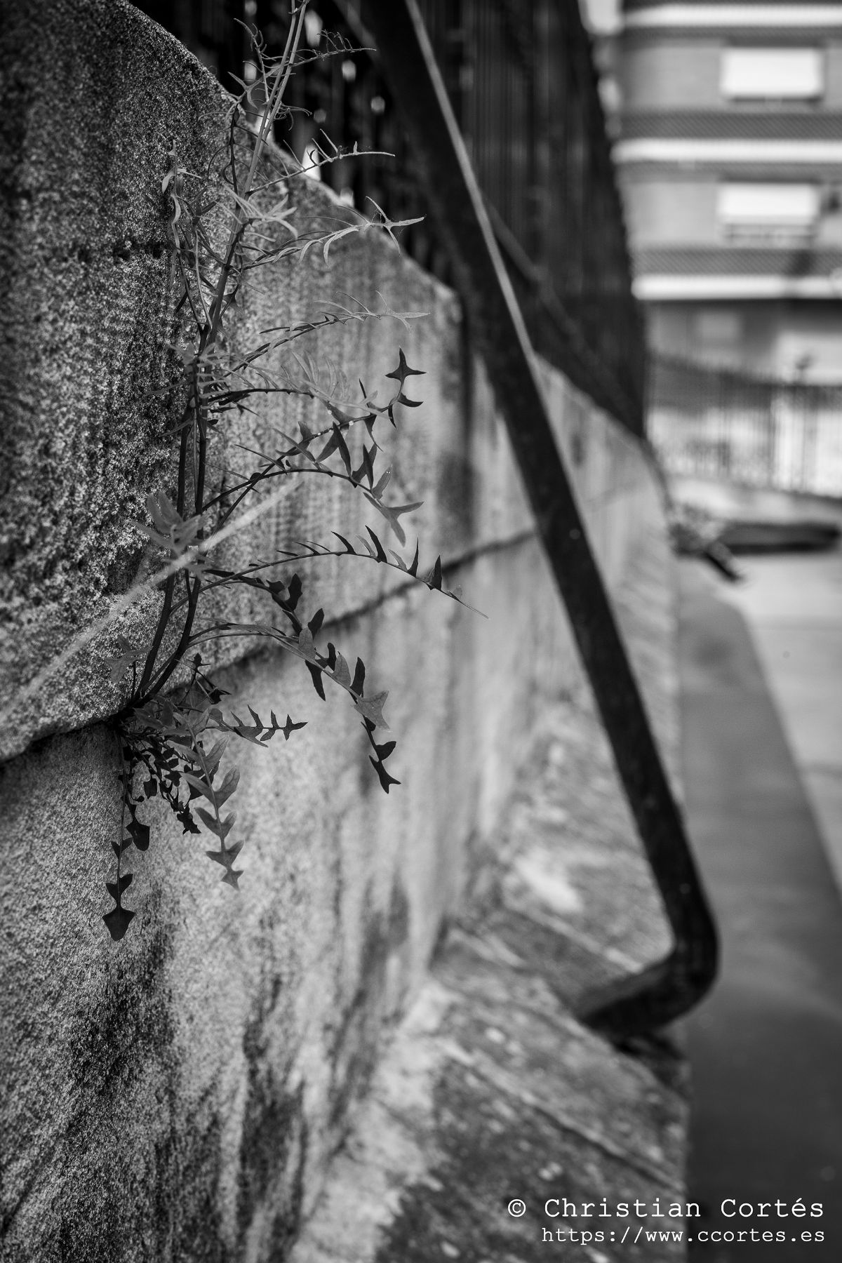 20240602 CadaAlcoi Sears55mm 05