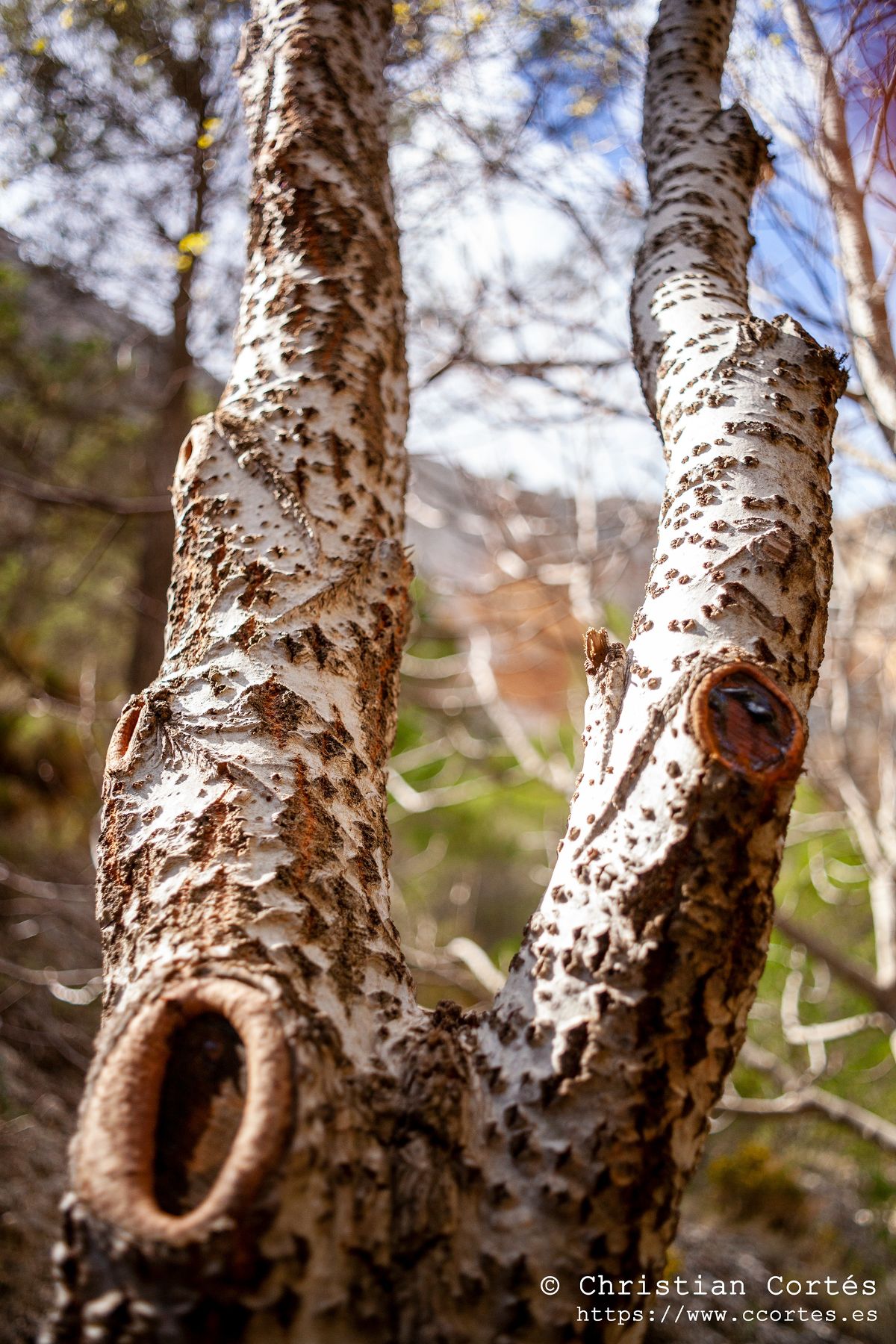 SuperTakumar 00002 WEB